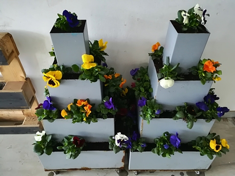 Como a primavera está a chegar, os alunos também trataram dos canteiros decorativos de flores para a entrada da escola.